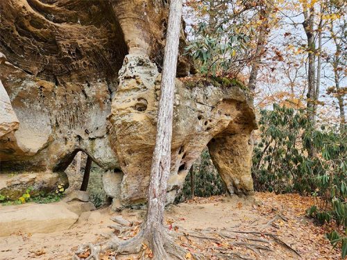 A large rock formation with a tree growing beside it, surrounded by autumn foliage and a sandy path.