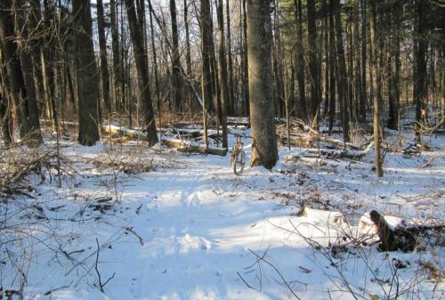 A snowy forest path with bare trees and fallen logs, featuring a bicycle leaning against a tree.