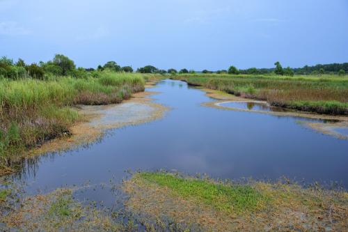 A serene wetland scene with a winding waterway surrounded by lush greenery and grasses under a cloudy sky.