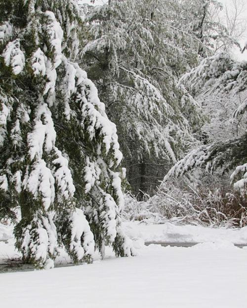 Snow-covered trees in a winter landscape, with a blanket of snow on the ground and a serene, quiet atmosphere.