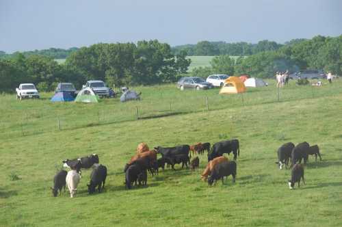 A grassy field with grazing cows, tents set up nearby, and a few cars parked in the background under a clear sky.