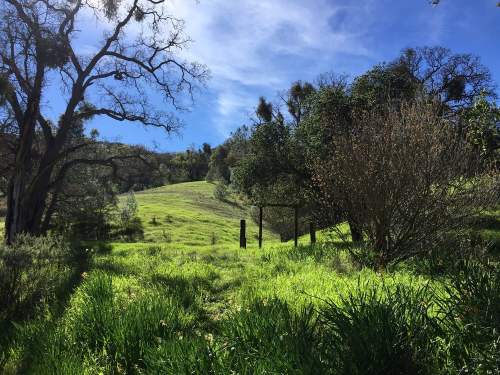 Lush green hillside with trees under a blue sky, creating a serene natural landscape.