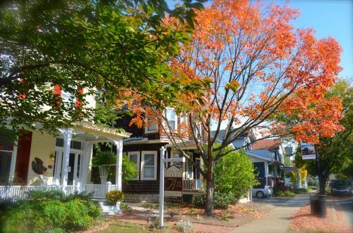 A tree with vibrant orange leaves stands in front of charming houses on a sunny autumn day.