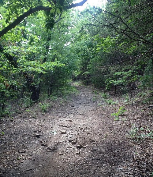 A narrow dirt path winding through a lush green forest with trees on either side.