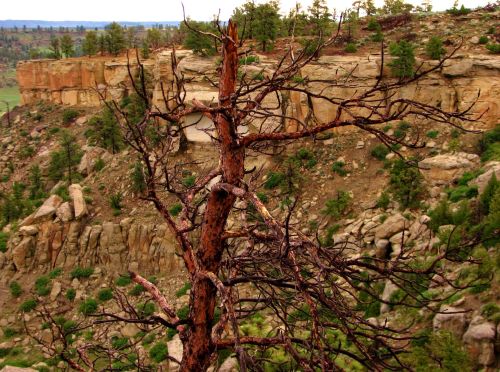 A barren tree stands against a rocky cliff and green landscape, showcasing a rugged natural environment.