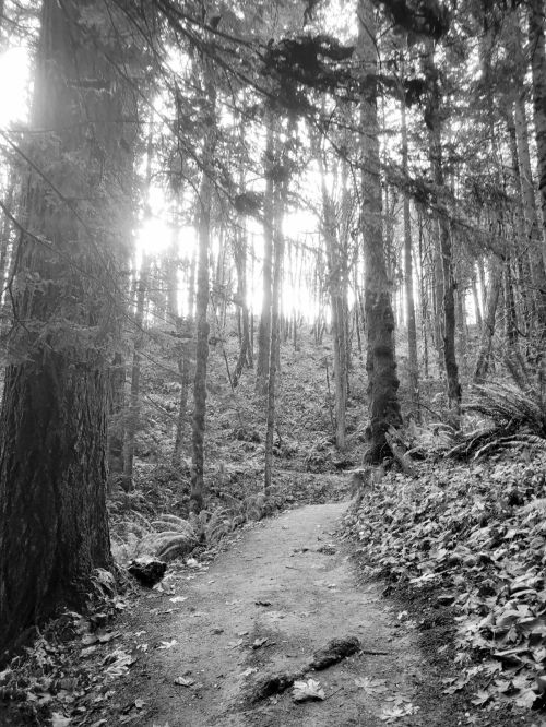 A winding dirt path through a dense forest, with tall trees and soft light filtering through the leaves.