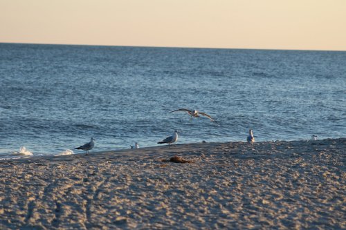 A serene beach scene at sunset with seagulls on the sand and flying over calm ocean waters.