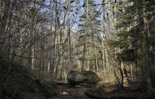 A large boulder sits on a forest path surrounded by tall trees and sparse underbrush in a tranquil woodland setting.