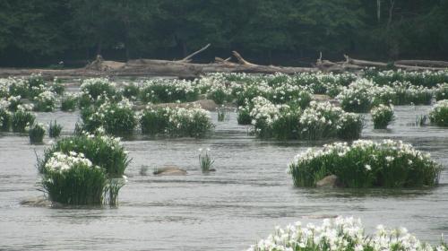 A serene river scene with clusters of white flowers and logs floating among the greenery.