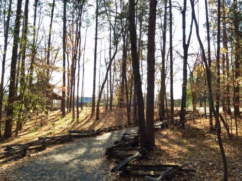 A winding path through a sunlit forest with trees shedding autumn leaves and a rustic wooden fence.