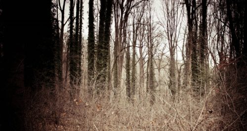 A dense, bare forest with tall trees and tangled underbrush, creating a moody, atmospheric scene.