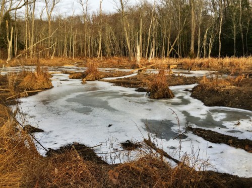 A frozen wetland with patches of ice, surrounded by bare trees and dry grasses in a winter landscape.
