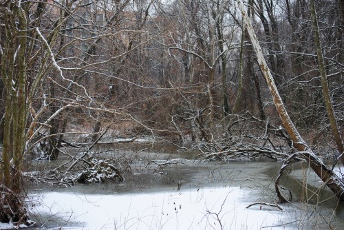 A serene winter scene with a frozen pond surrounded by bare trees and snow-covered ground.