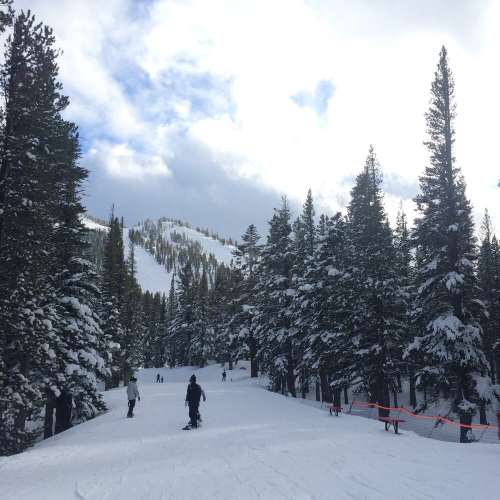 A snowy mountain landscape with skiers and snowboarders among tall evergreen trees under a clear blue sky.