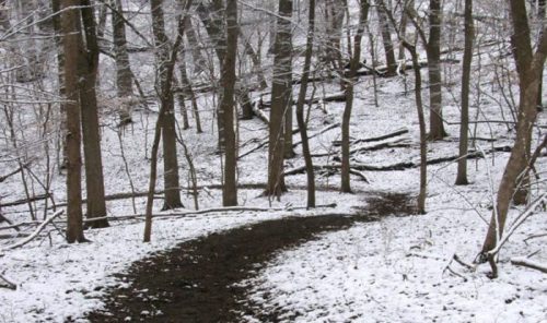 A winding path through a snowy forest, with bare trees and a light dusting of snow on the ground.