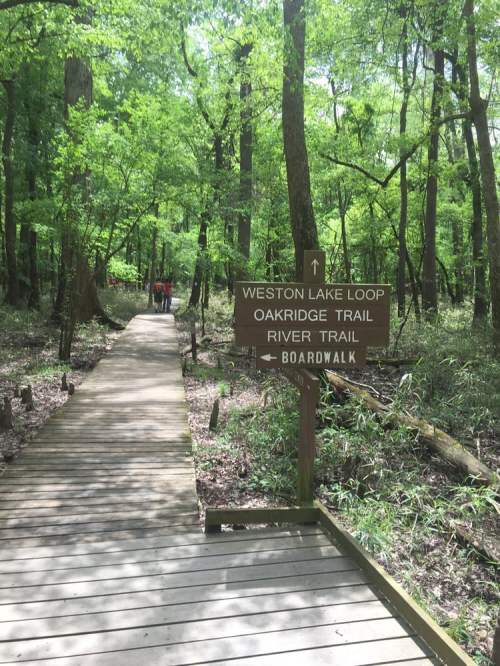 A wooden boardwalk in a lush green forest, with a sign pointing to various trails.