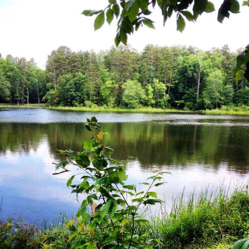 A serene lake surrounded by lush green trees and foliage, reflecting the peaceful landscape.