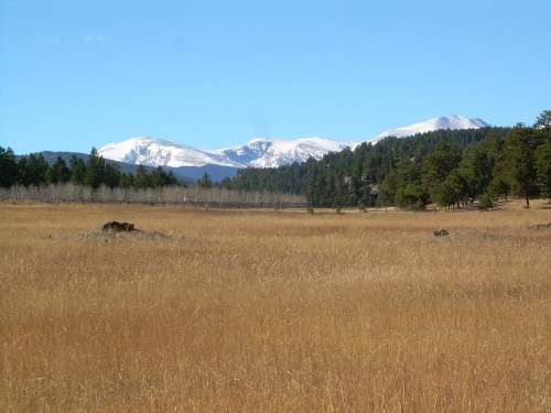 A vast golden field stretches towards snow-capped mountains under a clear blue sky, surrounded by green trees.