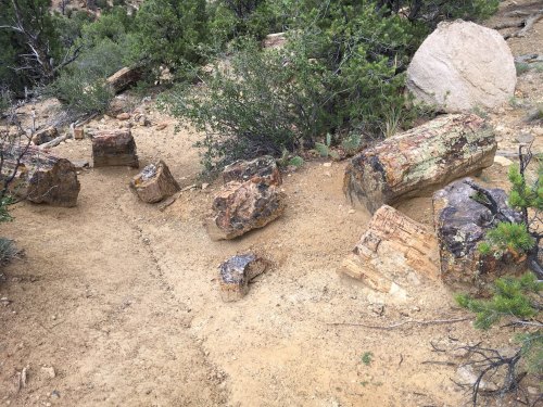 Fossilized tree trunks scattered on sandy ground, surrounded by shrubs and rocky terrain.