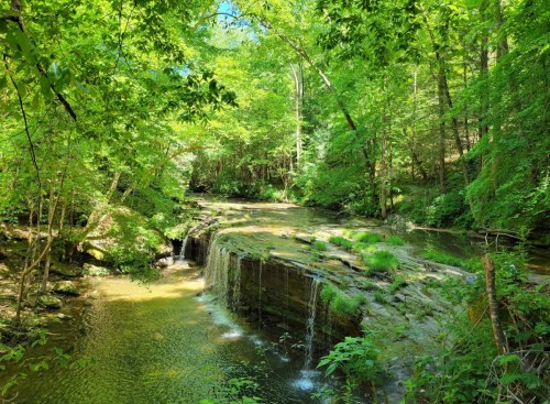 A serene forest scene featuring a small waterfall cascading over rocks into a calm stream, surrounded by lush greenery.