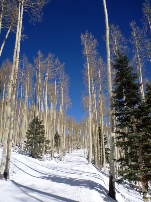 A snow-covered path winds through tall, bare aspen trees under a clear blue sky.