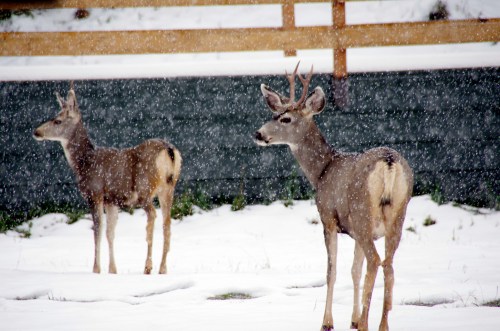 Two deer stand in a snowy landscape, with snowflakes falling around them and a wooden fence in the background.