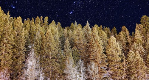 A dense forest of evergreen trees under a starry night sky, with bright stars twinkling above.