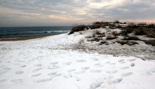 A snowy beach scene with footprints leading to a grassy dune and the ocean under a cloudy sky.