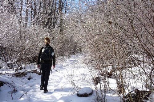 A person walks along a snowy trail surrounded by frosted trees and bushes on a clear winter day.