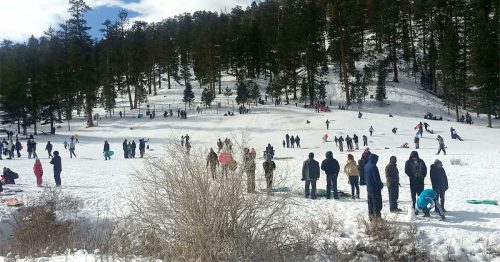 A snowy hillside filled with people sledding and enjoying winter activities among tall pine trees.