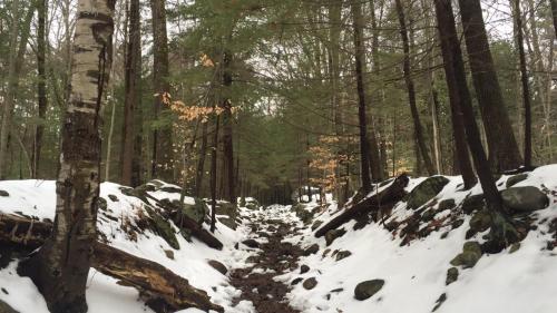 A snowy forest path lined with trees and rocks, creating a serene winter landscape.