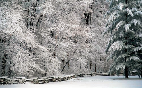 A serene winter landscape with snow-covered trees and a stone wall, creating a peaceful, frosty scene.