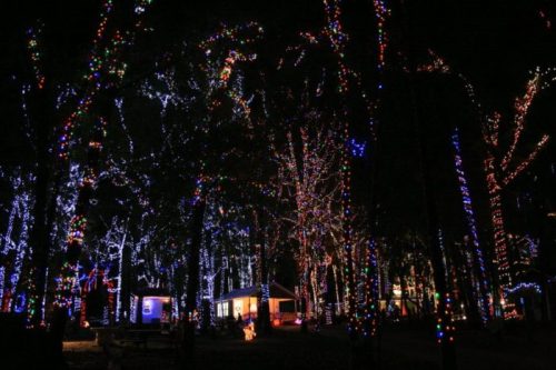 A forest illuminated with colorful holiday lights, featuring trees and a cozy cabin in the background at night.