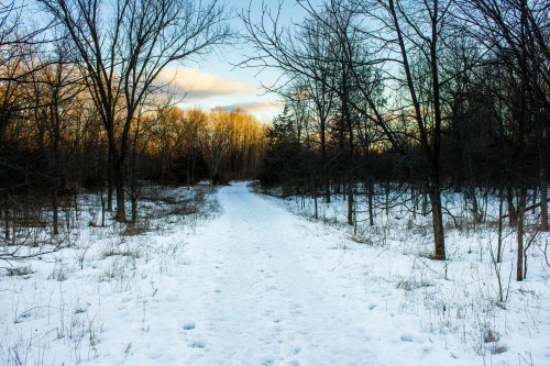 A snowy path through a forest, lined with bare trees and soft sunlight illuminating the distant treetops.