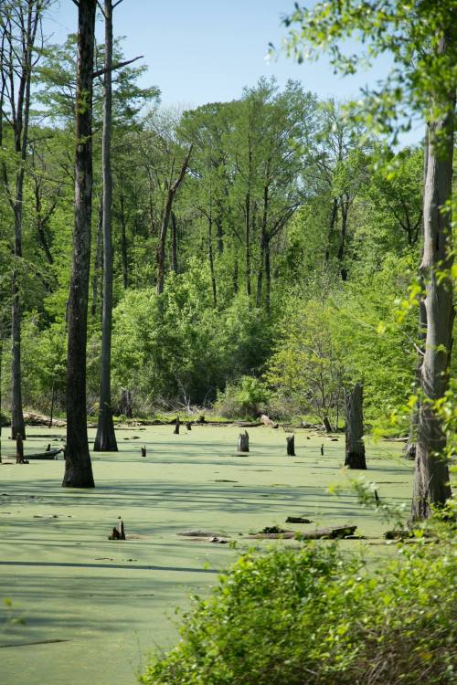 A serene swamp scene with green water, tree stumps, and lush greenery surrounding the area.