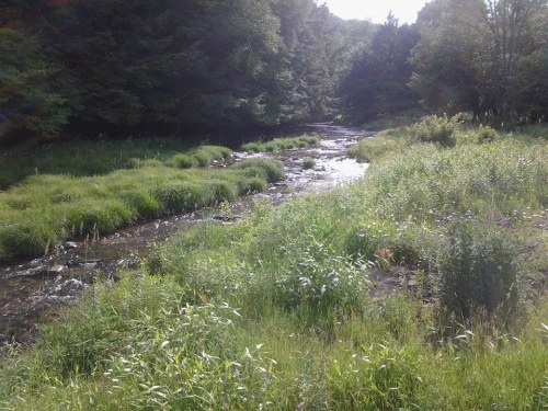 A serene stream flows through lush green grass and trees, creating a peaceful natural landscape.
