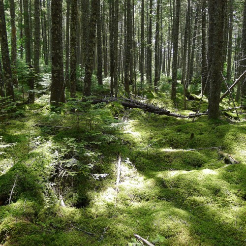 A serene forest scene with tall trees and a lush, moss-covered ground illuminated by soft sunlight.