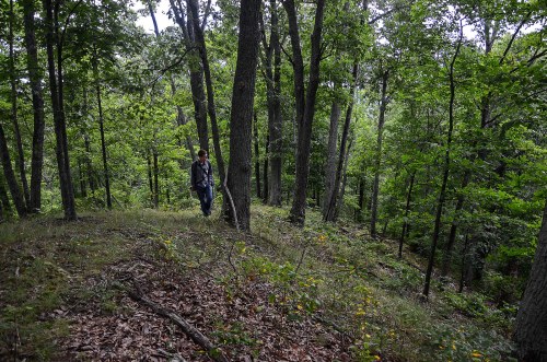 A person walks through a lush green forest, surrounded by tall trees and underbrush.