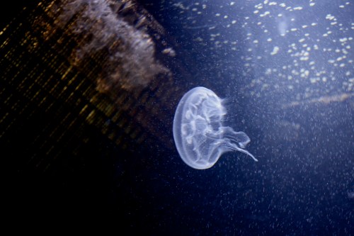 A translucent jellyfish gracefully swims through dark water, surrounded by shimmering bubbles and light reflections.