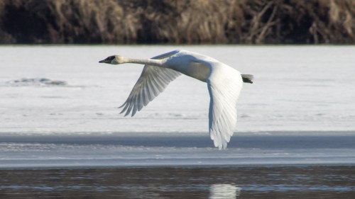 A white swan glides gracefully over a frozen lake, wings outstretched against a serene winter backdrop.
