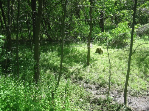 A lush green forest scene with trees, undergrowth, and a tree stump in a sunlit clearing.
