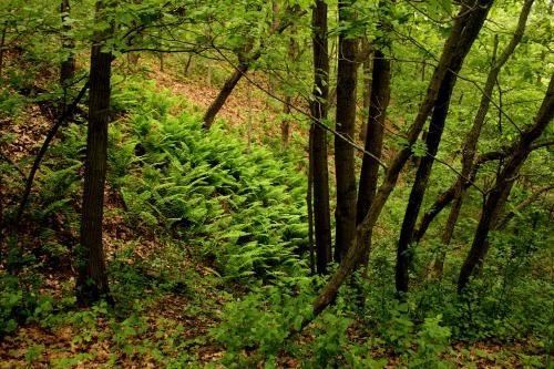 Lush green ferns grow on a forest floor surrounded by trees and fallen leaves in a serene woodland setting.