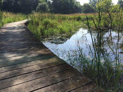A wooden walkway leads through lush greenery beside a calm, reflective pond in a serene natural setting.