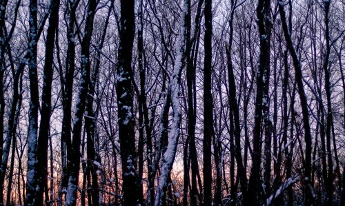 Snow-covered trees stand tall against a twilight sky, creating a serene winter landscape.
