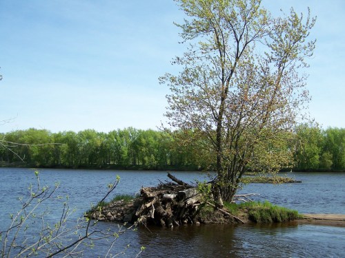 A serene river scene featuring a small island with a tree and lush green foliage along the water's edge.