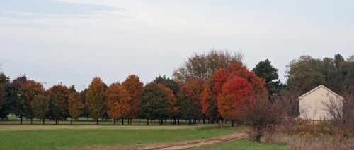 A dirt path leads to a small house beside a row of trees displaying vibrant autumn colors.