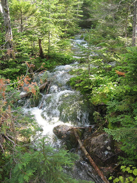 A serene forest scene featuring a flowing stream surrounded by lush greenery and trees.