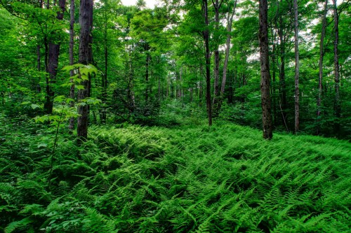 Lush green forest with tall trees and a dense carpet of ferns covering the ground.
