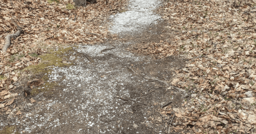 A winding dirt path covered with scattered leaves and small stones, surrounded by a natural forest setting.