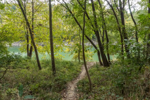 A serene forest path leads to a calm, green river, surrounded by lush trees and foliage.